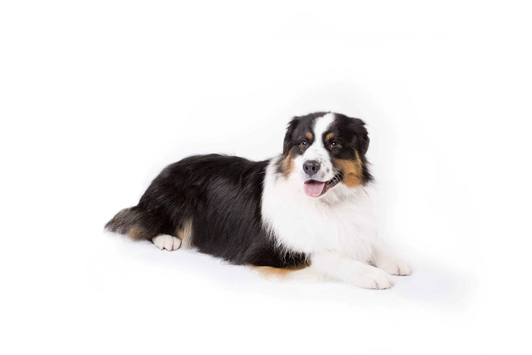 Australian shepherd